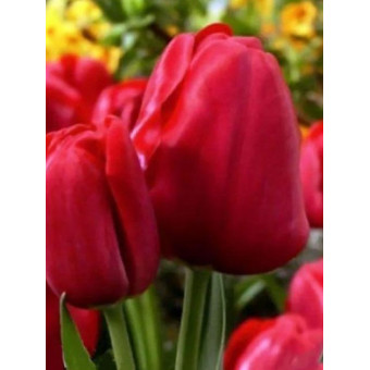 Тюльпан "Silhouette Bouquet" 3шт в упаковке
